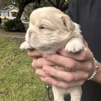 UGA, a male French Bulldog for sale in Mobile, AL – Photo 5 of 8