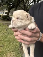 UGA, a male French Bulldog for sale in Mobile, AL – Photo 5 of 8