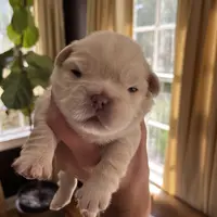 UGA, a male French Bulldog for sale in Mobile, AL – Photo 3 of 8