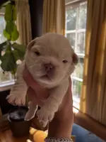 UGA, a male French Bulldog for sale in Mobile, AL – Photo 8 of 8