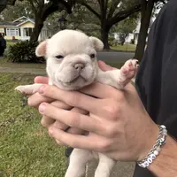 Macon, a male French Bulldog for sale in Mobile, AL – Photo 4 of 5