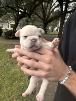 Macon, a male French Bulldog for sale in Mobile, AL – Photo 4 of 5