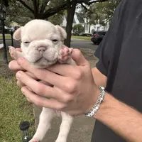 Macon, a male French Bulldog for sale in Mobile, AL – Photo 3 of 5