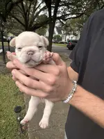 Macon, a male French Bulldog for sale in Mobile, AL – Photo 3 of 5