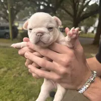 Macon, a male French Bulldog for sale in Mobile, AL – Photo 5 of 5