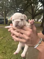 Macon, a male French Bulldog for sale in Mobile, AL – Photo 5 of 5