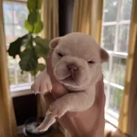 Macon, a male French Bulldog for sale in Mobile, AL – Photo 1 of 5