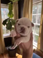 Macon, a male French Bulldog for sale in Mobile, AL – Photo 1 of 5