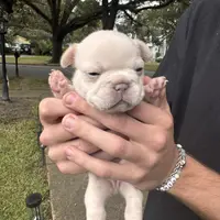 Macon, a male French Bulldog for sale in Mobile, AL – Photo 2 of 5