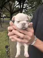 Macon, a male French Bulldog for sale in Mobile, AL – Photo 2 of 5