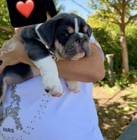 Bluey, a male English Bulldog for sale in San Rafael, CA – 2 of 5