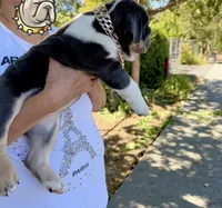 Bluey, a male English Bulldog for sale in San Rafael, CA – 4 of 5