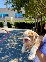 Raider, a male English Bulldog for sale in San Rafael, CA – 6 of 6