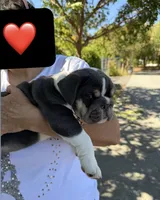 Bluey, a male English Bulldog for sale in San Rafael, CA – 3 of 5