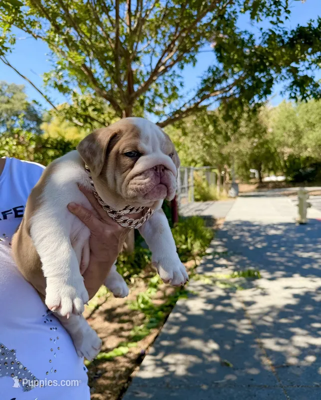 Raider – English Bulldog puppy for sale in San Rafael, CA