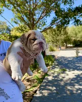 Raider, a male English Bulldog for sale in San Rafael, CA – 1 of 6