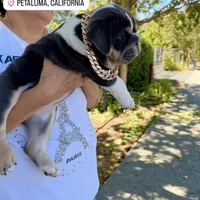 Bluey, a male English Bulldog for sale in San Rafael, CA – 5 of 5