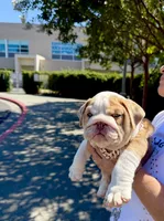Raider, a male English Bulldog for sale in San Rafael, CA – 4 of 6