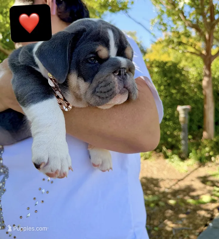 Bluey – English Bulldog puppy for sale in San Rafael, CA