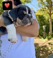 Bluey, a male English Bulldog for sale in San Rafael, CA – 1 of 5