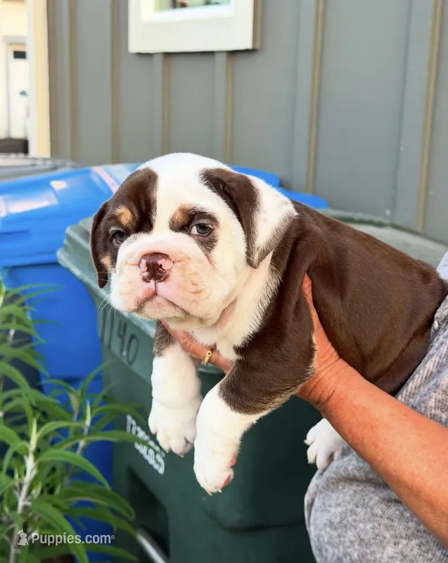 Royal  – English Bulldog puppy for sale in San Rafael, CA