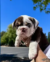Royal , a female English Bulldog for sale in San Rafael, CA – 3 of 4