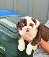 Royal , a female English Bulldog for sale in San Rafael, CA – 2 of 4