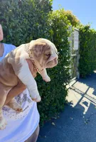 Raider, a male English Bulldog for sale in San Rafael, CA – 5 of 6