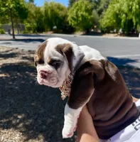 Royal , a female English Bulldog for sale in San Rafael, CA – 4 of 4