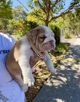 Raider, a male English Bulldog for sale in San Rafael, CA – 2 of 6
