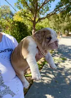 Raider, a male English Bulldog for sale in San Rafael, CA – 3 of 6