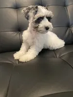 Bj, a female Miniature Schnauzer for sale in Arlington, TX – 5 of 5