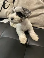 Bj, a female Miniature Schnauzer for sale in Arlington, TX – 2 of 5