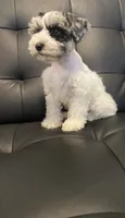 Bj, a female Miniature Schnauzer for sale in Arlington, TX – 4 of 5