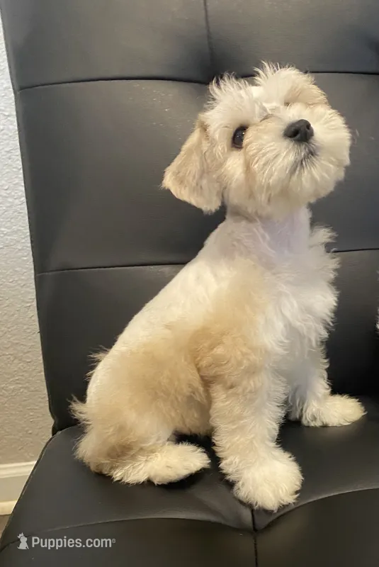 Pj – Miniature Schnauzer puppy for sale in Arlington, TX