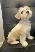 Pj, a female Miniature Schnauzer for sale in Arlington, TX – 1 of 5