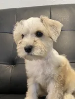 Pj, a female Miniature Schnauzer for sale in Arlington, TX – 2 of 5
