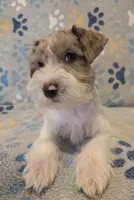 Red merle parti, a male Miniature Schnauzer for sale in Arlington, TX – 4 of 4