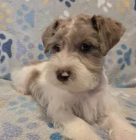 Red merle parti, a male Miniature Schnauzer for sale in Arlington, TX – 2 of 4