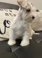 Mj, a male Miniature Schnauzer for sale in Arlington, TX – 4 of 6
