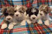 Male, a male Miniature Schnauzer for sale in Arlington, TX – 3 of 6
