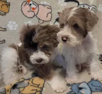 Male, a male Miniature Schnauzer for sale in Arlington, TX – 2 of 6