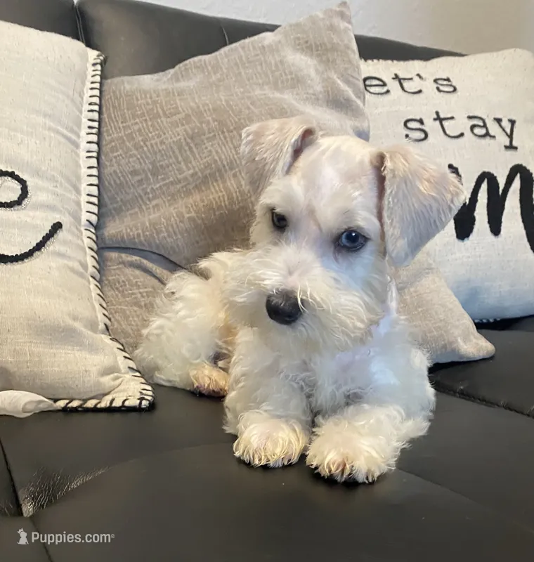 Mj – Miniature Schnauzer puppy for sale in Arlington, TX