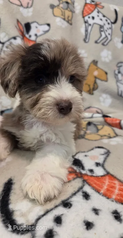 Girl  – Miniature Schnauzer puppy for sale in Arlington, TX