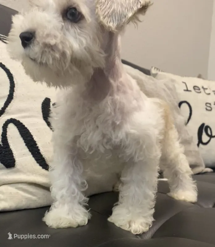 Mj – Miniature Schnauzer puppy for sale in Arlington, TX