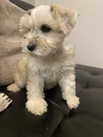 Pj, a female Miniature Schnauzer for sale in Arlington, TX – 5 of 5