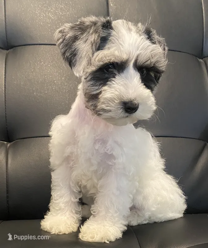 Bj – Miniature Schnauzer puppy for sale in Arlington, TX