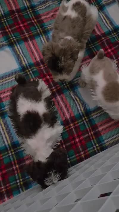 Girl , a female Miniature Schnauzer for sale in Arlington, TX – 4 of 4
