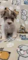 Male, a male Miniature Schnauzer for sale in Arlington, TX – 5 of 6