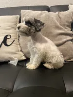 Bj, a female Miniature Schnauzer for sale in Arlington, TX – 3 of 5